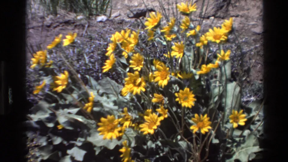Vintage 8mm frame of yellow wildflowers on dry Big Sur soil, with soft motion blur and visible film-frame borders.