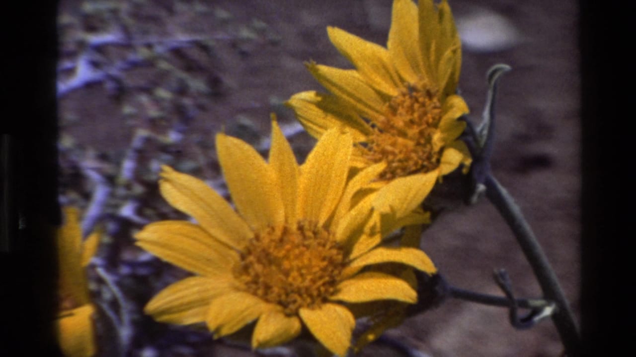 Close-up 1980 Big Sur 8mm frame of two yellow wildflowers with dark gate edges and rocky soil behind them.