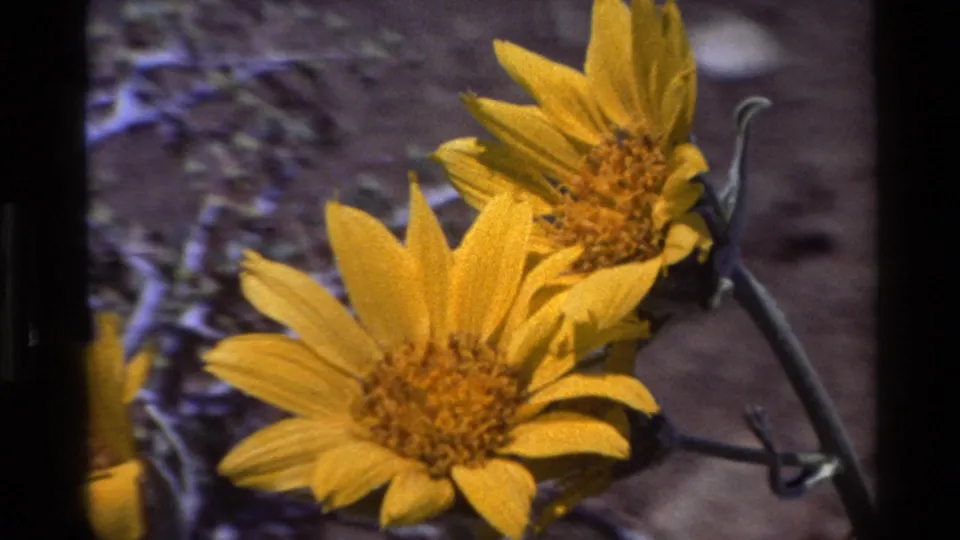 Close-up 1980 Big Sur 8mm frame of two yellow wildflowers with dark gate edges and rocky soil behind them.
