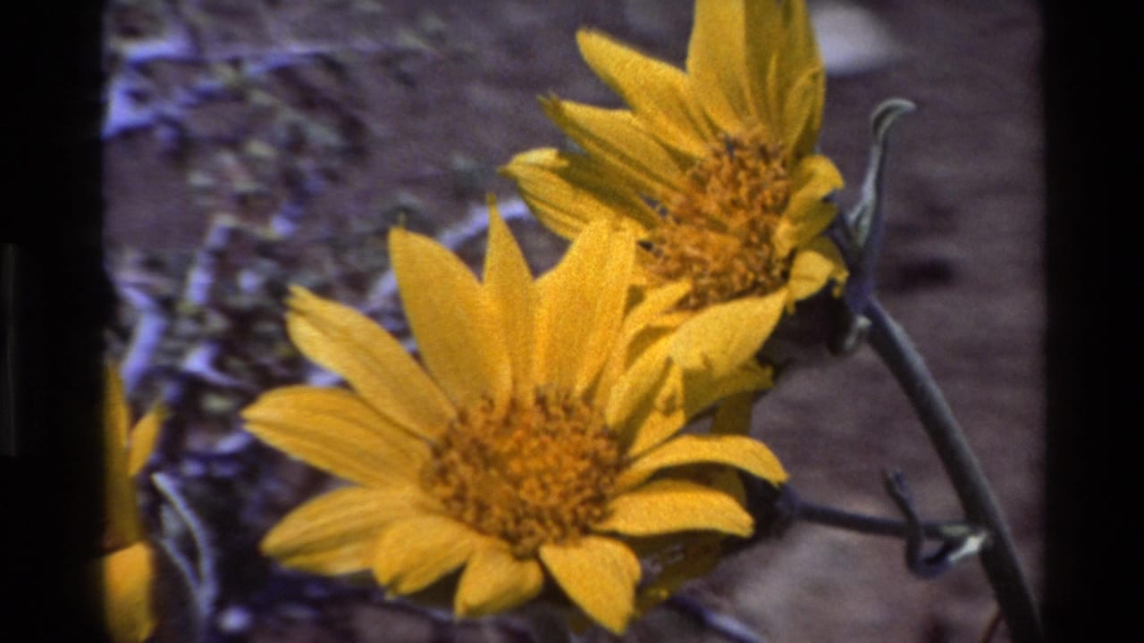 Yellow wildflowers in close-up with stems crossing over dark soil.