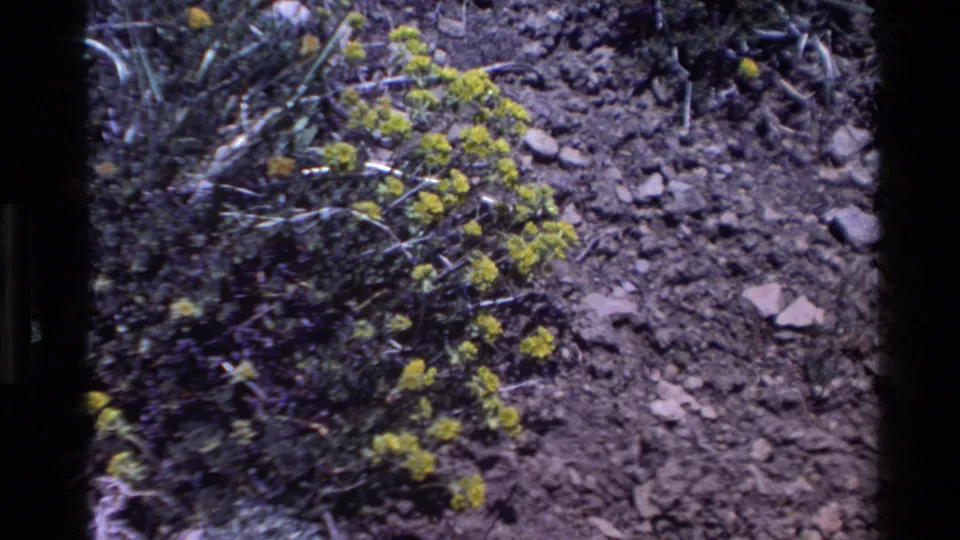 Archival 8mm frame from Big Sur showing small yellow flower clusters beside dry, uneven ground and roadside-like plant litter.
