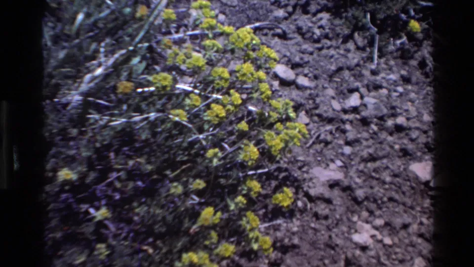 1980 Big Sur home-movie frame of clustered yellow wildflowers near rocky ground, with grain and slight handheld softness.