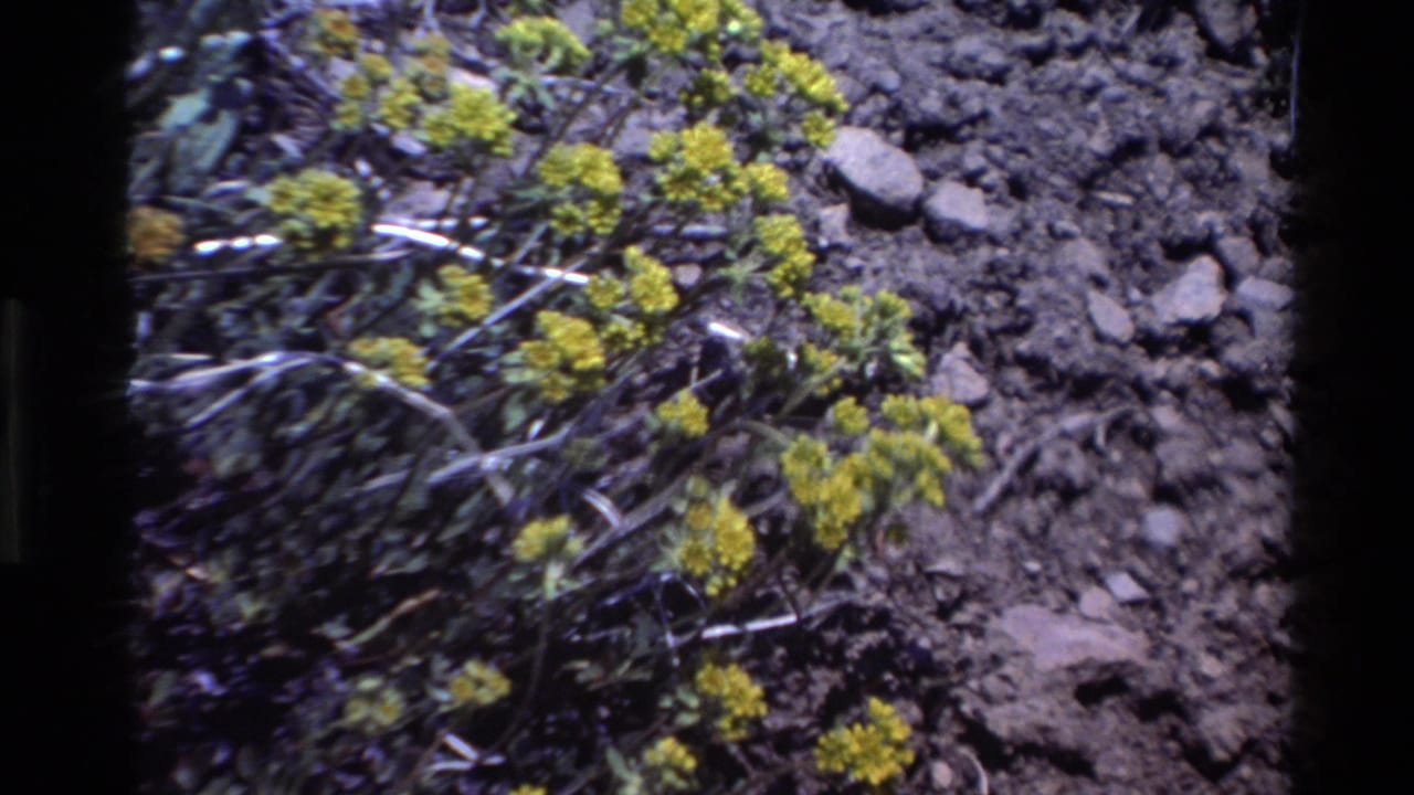 Yellow wildflower clusters and green leaves on rocky ground in archival 1980 Big Sur home-movie footage.