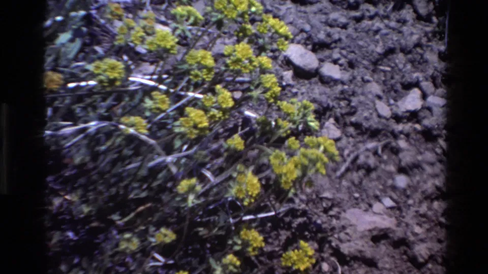 Yellow wildflower clusters and green leaves on rocky ground in archival 1980 Big Sur home-movie footage.