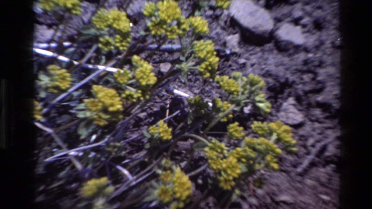 Handheld 8mm view of yellow blooms, dry stems, and rocky soil in Big Sur, California.