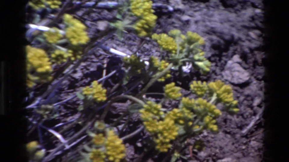 Soft handheld close-up of yellow wildflowers and green foliage on rocky Big Sur terrain.