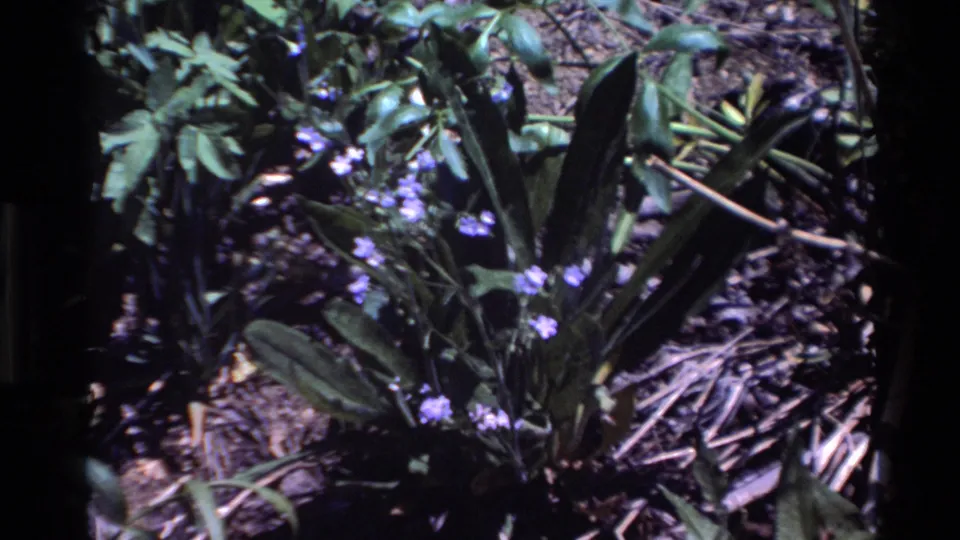Green foliage with small purple blossoms appears in the final 1980 Big Sur landscape frame.