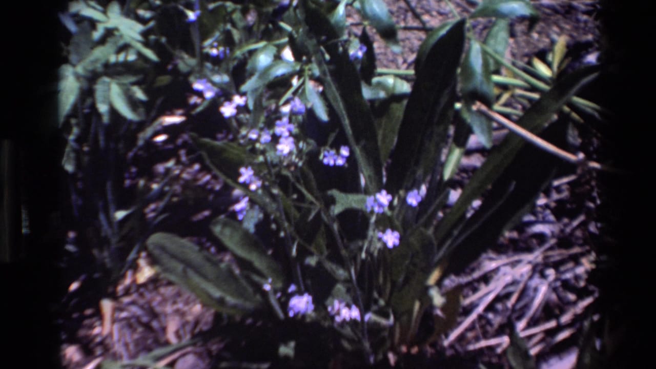 Close-up of purple wildflowers and leafy plants in Big Sur, California, from 1980 archival 8mm footage.
