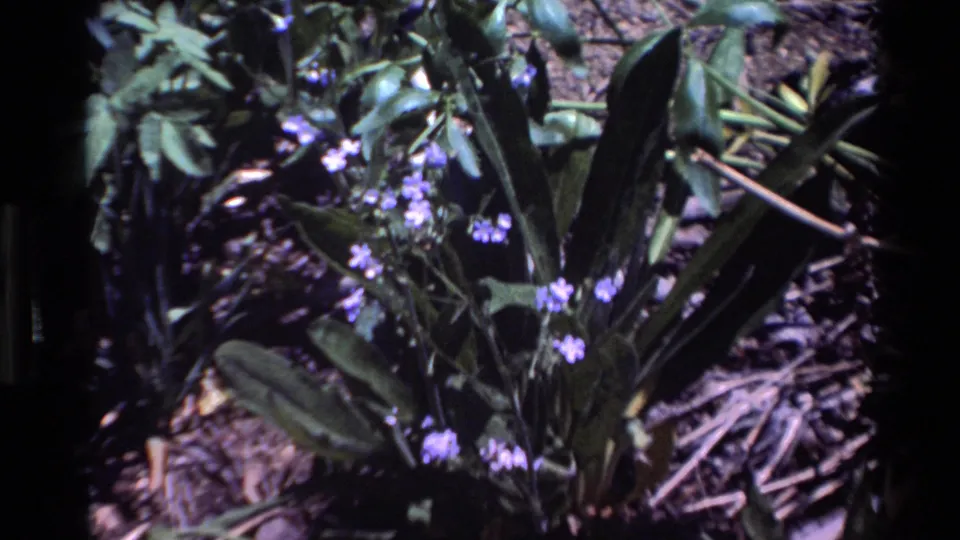 Close-up of purple wildflowers and leafy plants in Big Sur, California, from 1980 archival 8mm footage.