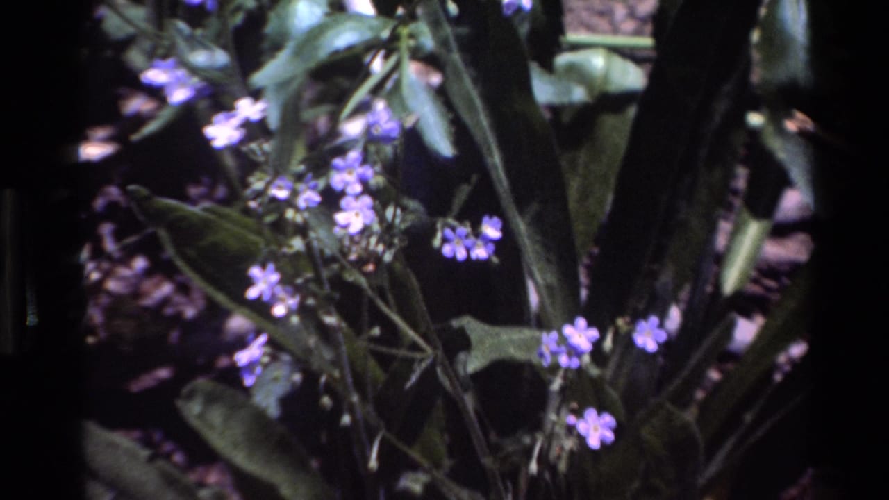 Purple blossoms clustered beside broad green leaves in shade.