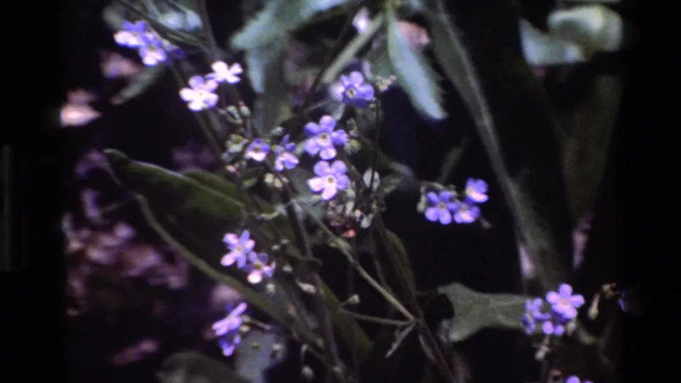 The camera moves closer to purple wildflowers, with soft 8mm focus on petals, stems, and shaded ground.