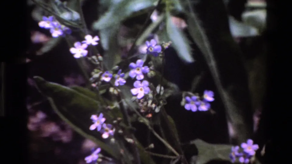 Final close-up frame of purple wildflowers and leafy plants, consistent with 1980 Big Sur home-movie footage.