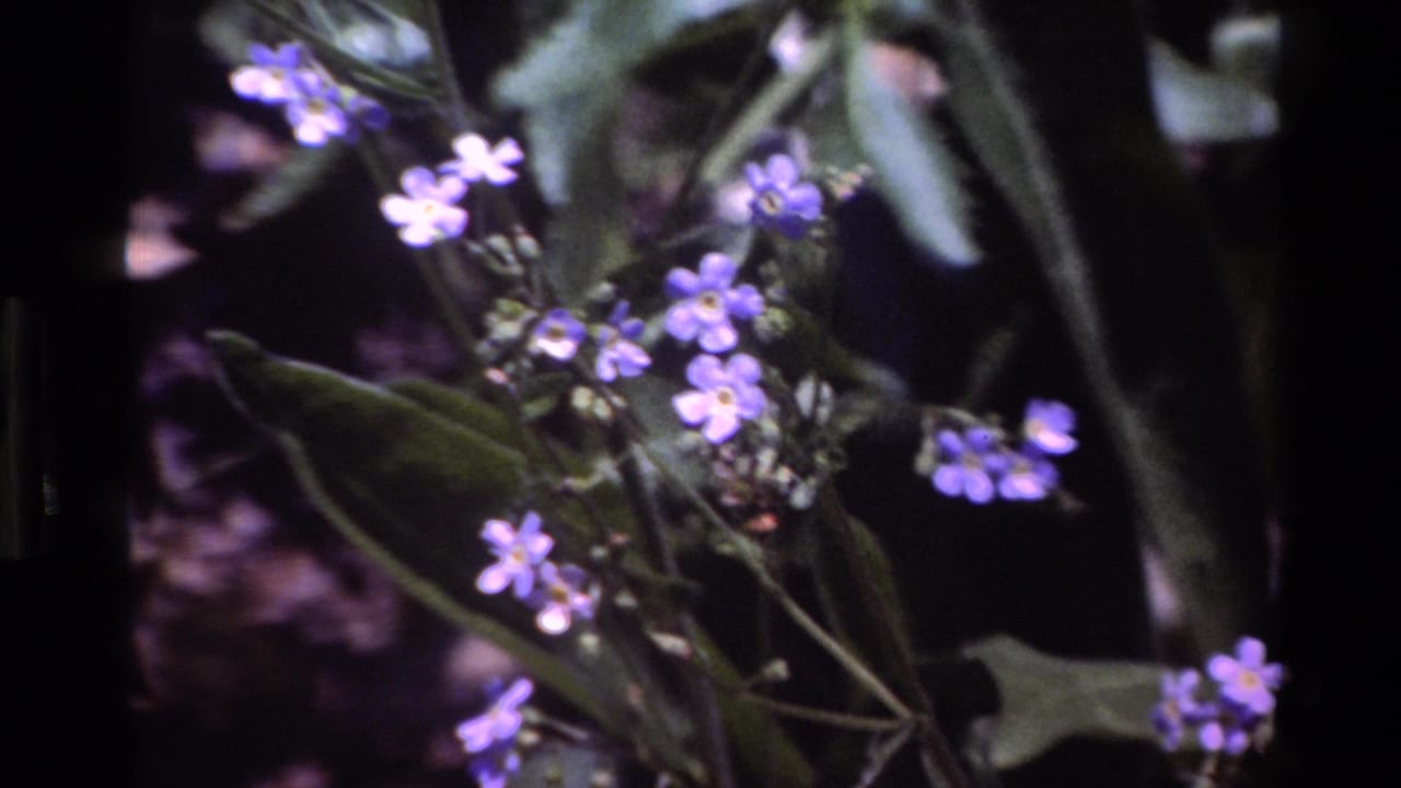 1980 Big Sur 8mm frame showing small blue-purple flowers with yellow centers among green leaves and dark shaded background.