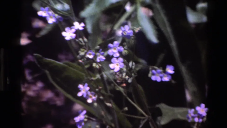 1980 Big Sur 8mm frame showing small blue-purple flowers with yellow centers among green leaves and dark shaded background.