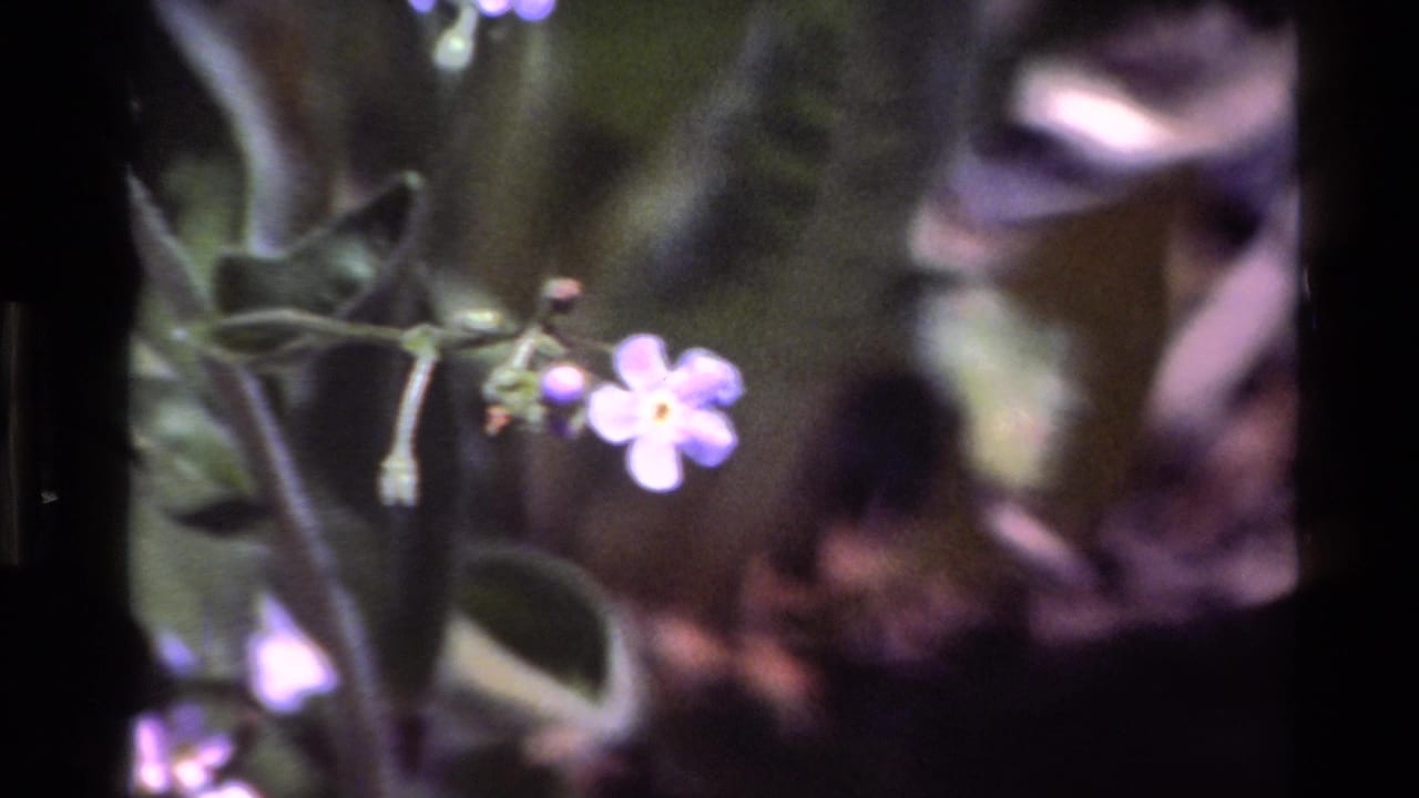 1980 Big Sur 8mm frame with a small blue-purple flower and yellow center near broad green leaves, shot in soft macro focus.
