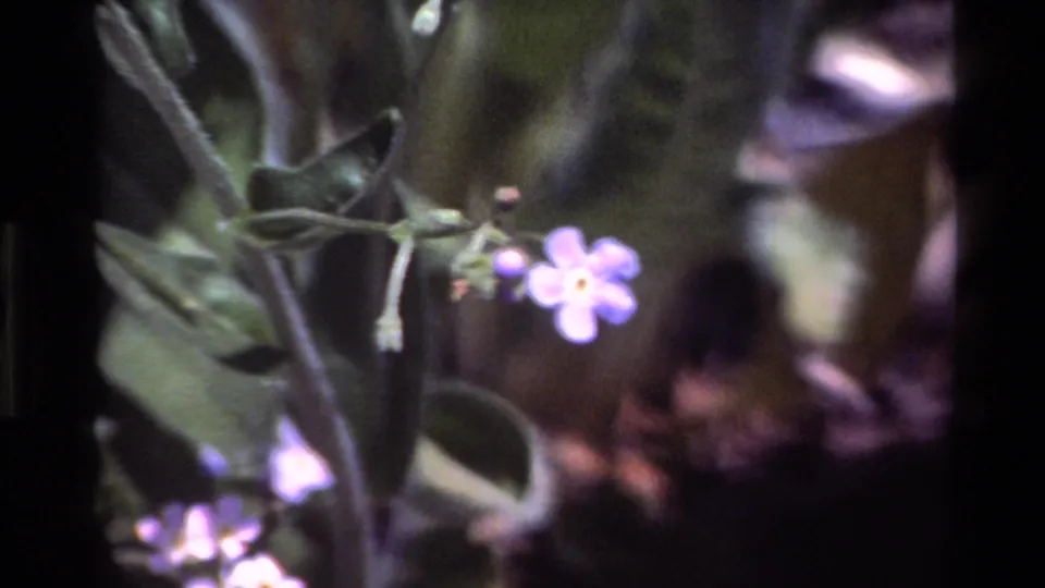 1980 Big Sur 8mm frame showing a small blue-purple flower, surrounding leaves, and bright overexposed highlights near the lower edge.
