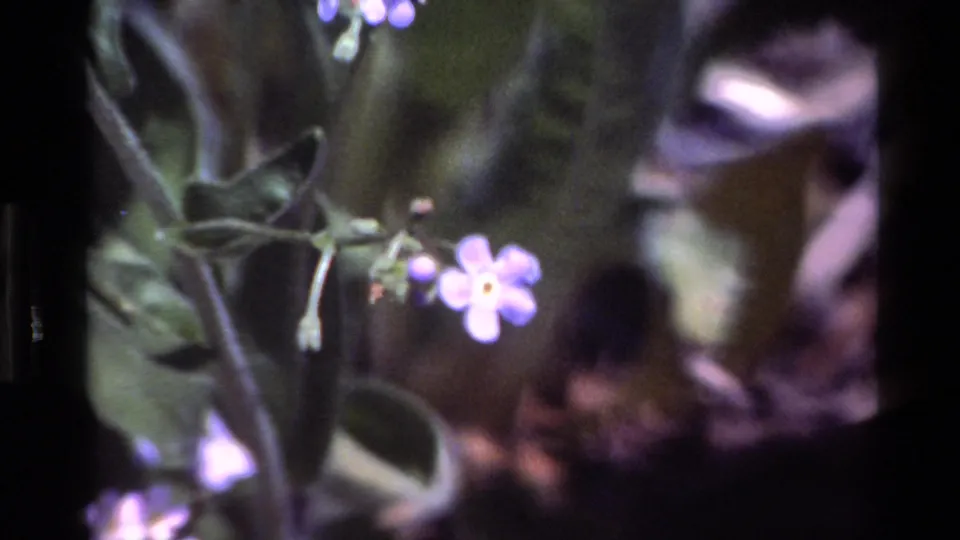 1980 Big Sur 8mm frame of a small blue-purple flower with a yellow center, surrounded by green leaves and a softly blurred natural background.
