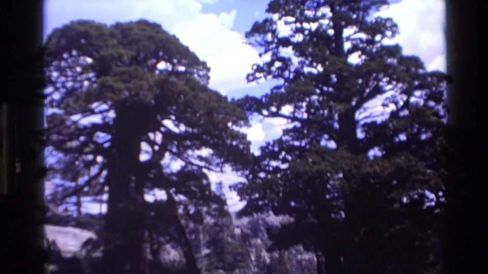 1980 Big Sur forest frame with broad dark tree canopies, a pale rock edge, shrubs, and bright clouded sky.