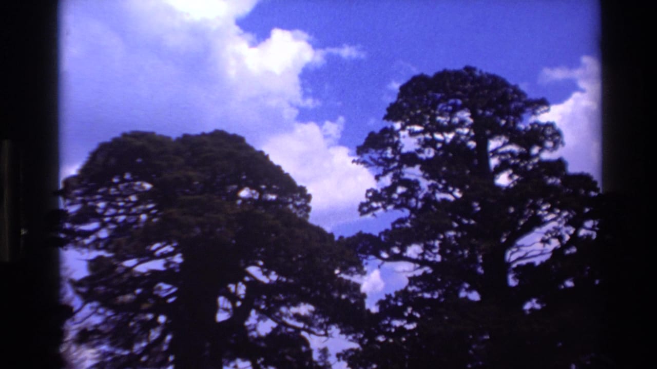 Dark tree silhouettes against a bright blue sky with white clouds.