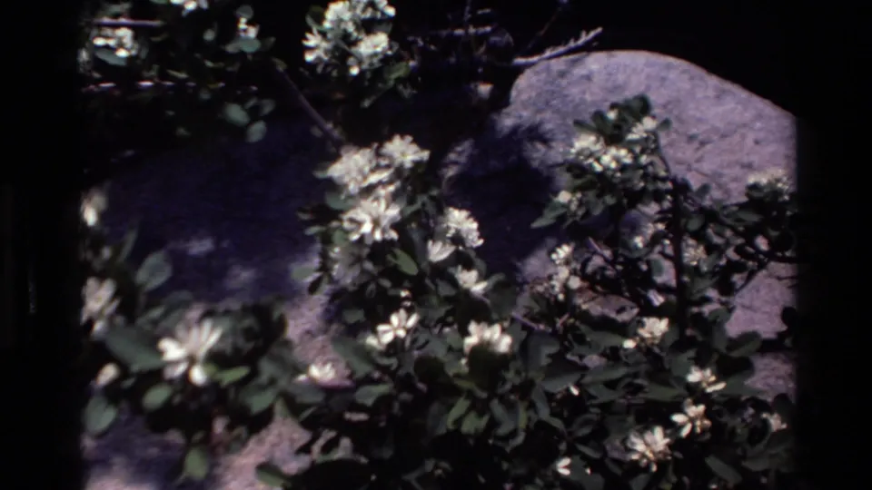 Close 8mm view of white flowers and leafy vegetation beside rocks, likely part of the Big Sur travel footage.
