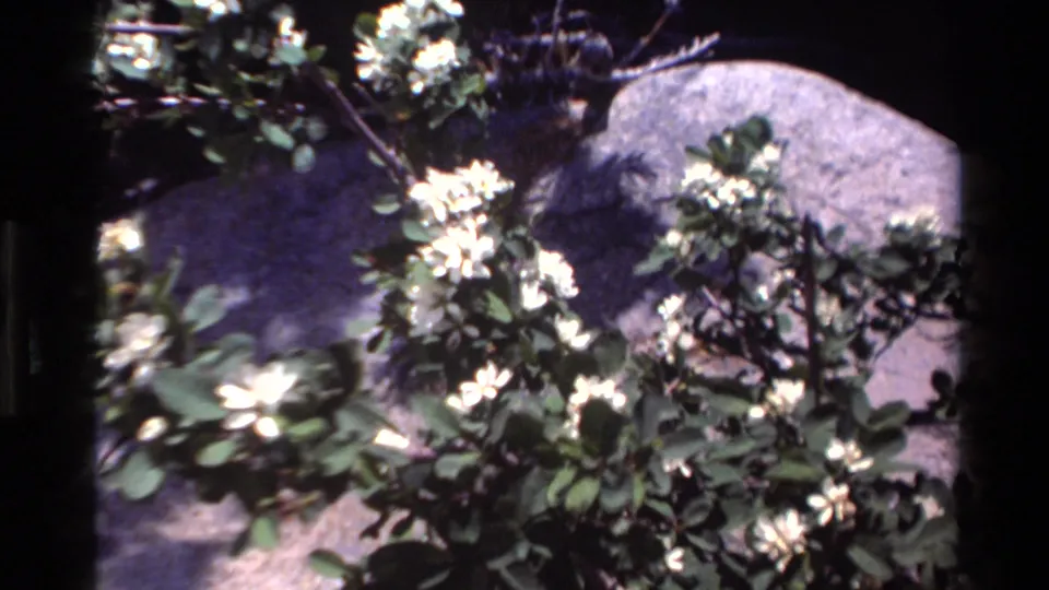 Sunlit close-up of white wildflowers, dark green leaves and rocks within the 1980 Big Sur 8mm home-movie clip.