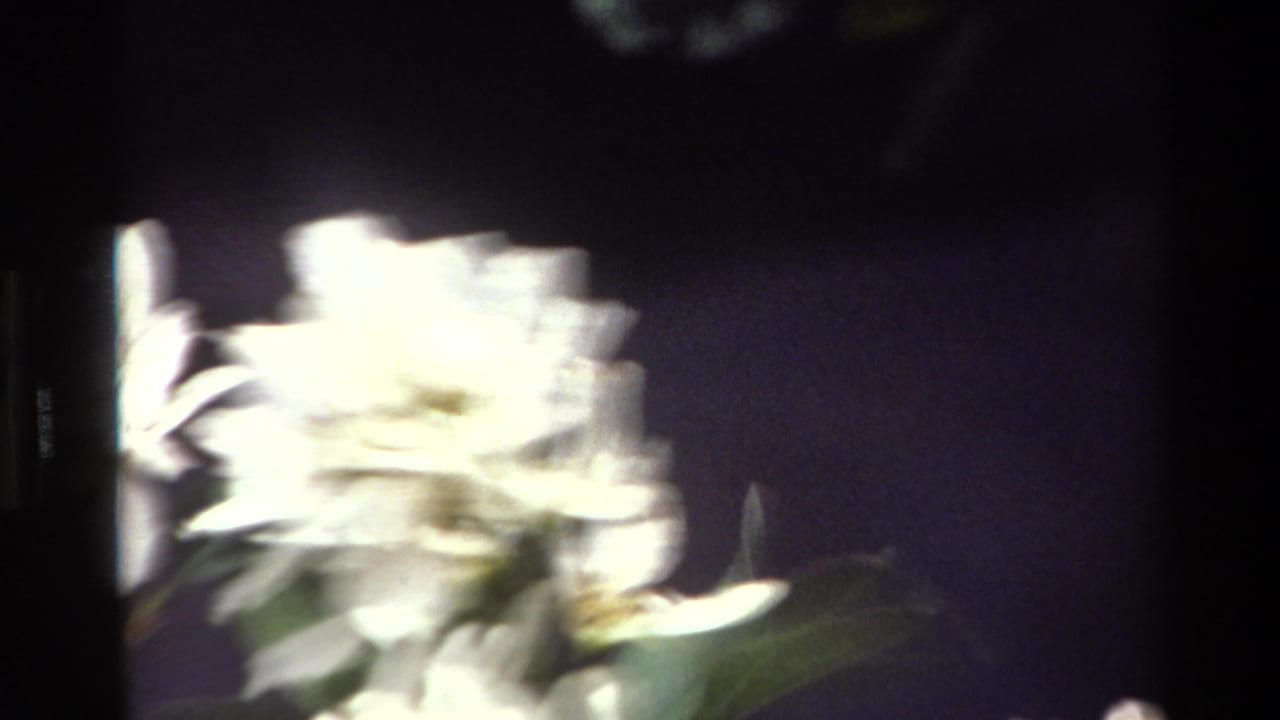 Soft close-up of white flowers against a dark background.