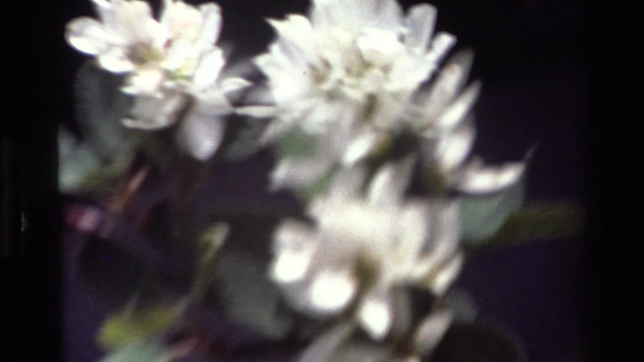 Cluster of pale white flowers and leaves appears in soft focus in the 1980 Big Sur 8mm footage.