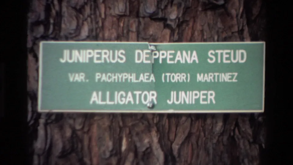 Close 1980 Big Sur frame of a green botanical sign on tree bark identifying Juniperus Deppeana Steud, alligator juniper.