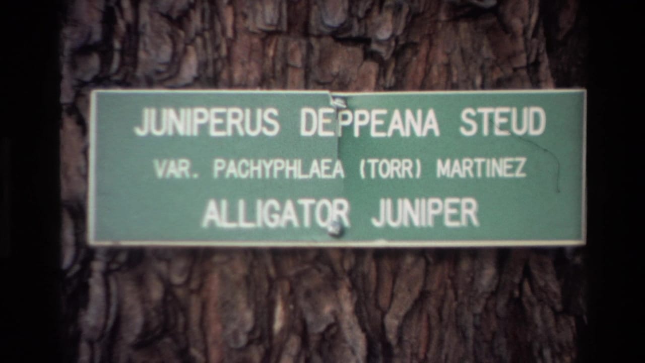 1980 Big Sur 8mm frame showing a green Juniperus deppeana Alligator Juniper sign fastened to deeply textured bark.