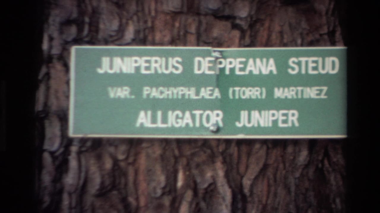 Green Alligator Juniper sign on tree bark, framed slightly to the right.