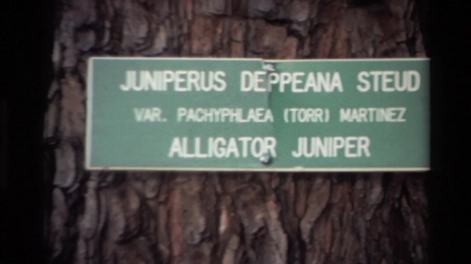1980 Big Sur home-movie frame with the Alligator Juniper sign readable against the tree's patterned bark.