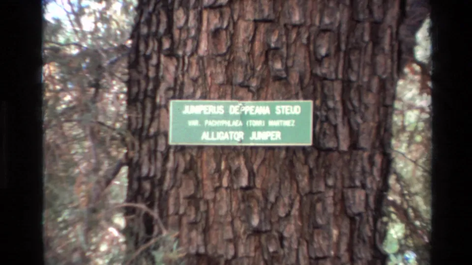 Wider 1980 Big Sur 8mm view showing the small green Alligator Juniper marker on a large trunk with branches behind it.