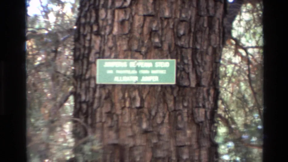 1980 Big Sur frame with the Alligator Juniper sign smaller in view, surrounded by textured bark and soft forest detail.