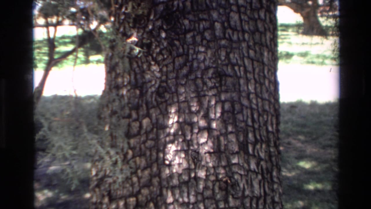 1980 Big Sur 8mm frame showing a close tree trunk with cracked bark, shaded greenery, and dark film edges.