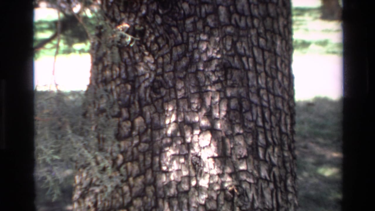 Tree trunk bark fills the frame with branches and soft greenery behind it.