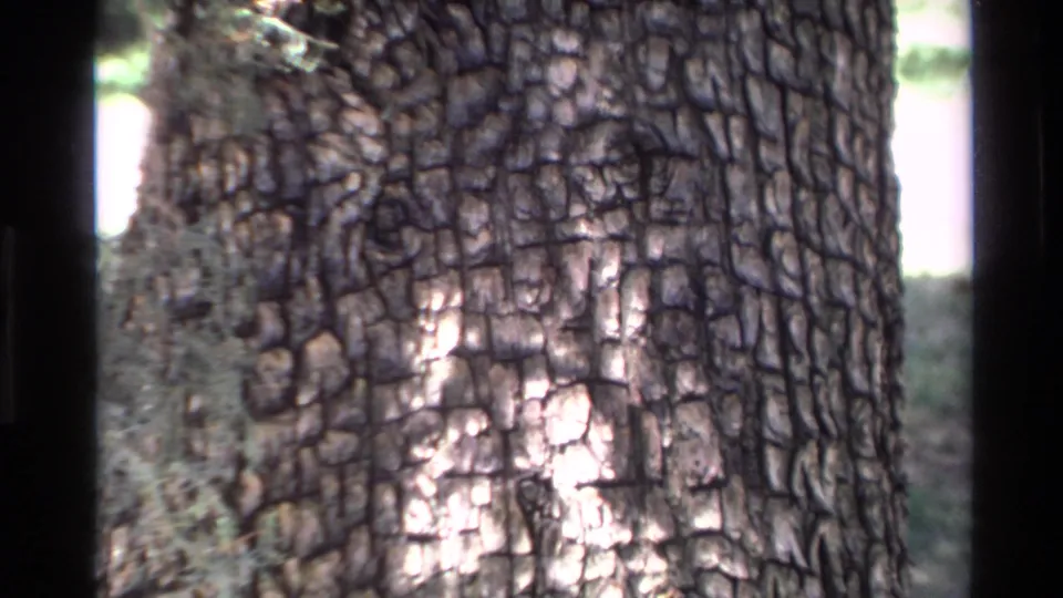 1980 Big Sur 8mm close-up showing cracked bark, soft focus, and shaded forest growth near the trunk.