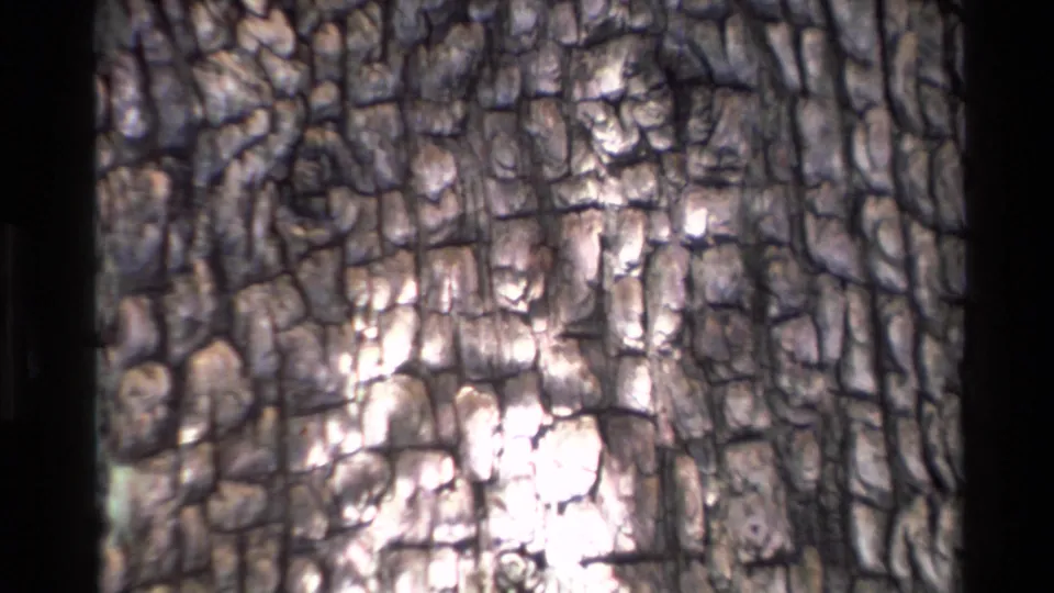 1980 Big Sur 8mm frame ending on a tight bark close-up with grain, soft focus, and sunlight on the trunk.