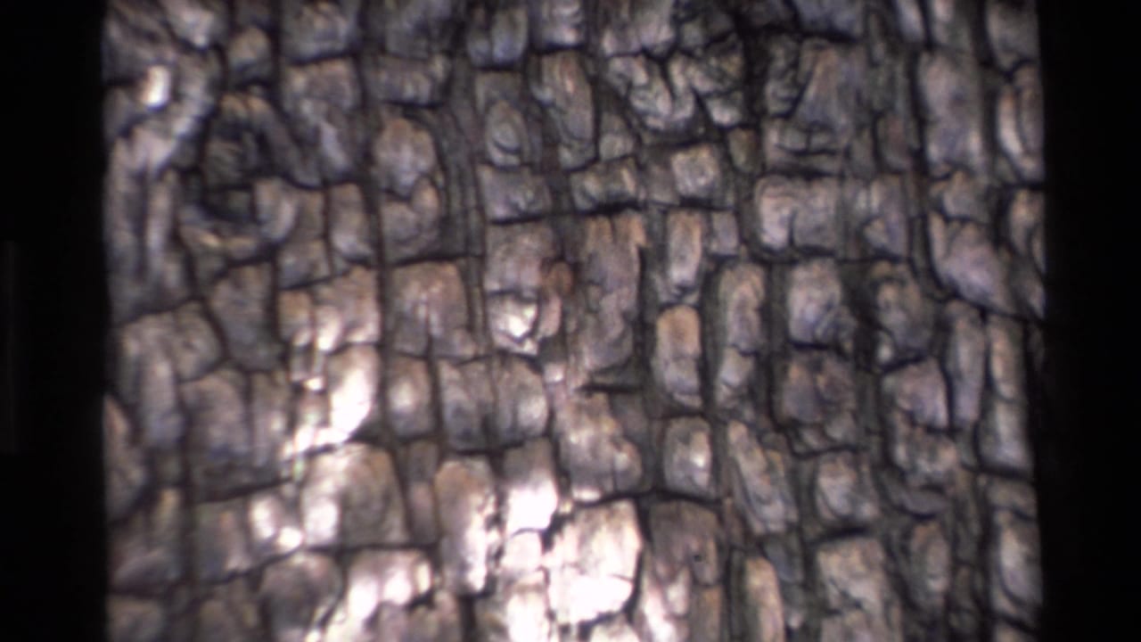 Close view of cracked pine bark with dappled sunlight and dark film edge.