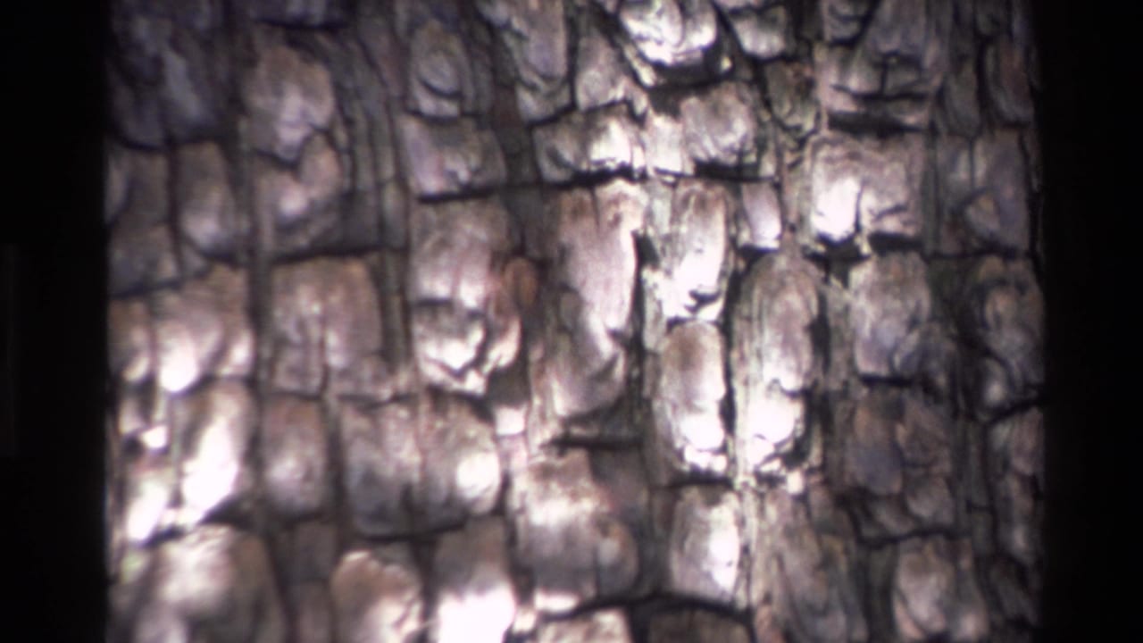 Close 8mm view of pine bark in Big Sur, with pale highlights and dark cracks across the trunk surface.