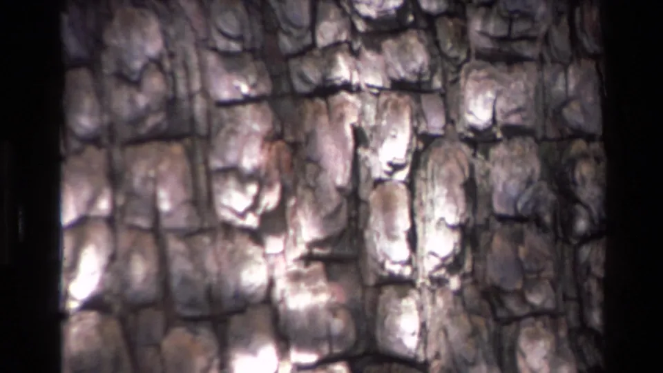 1980 Big Sur home-movie frame of rugged pine bark, enlarged by the zoom and marked by uneven sunlight.