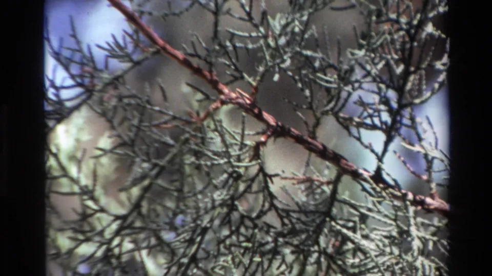 Big Sur 8mm frame showing pine branches and fine foliage in shallow focus after the bark close-up.