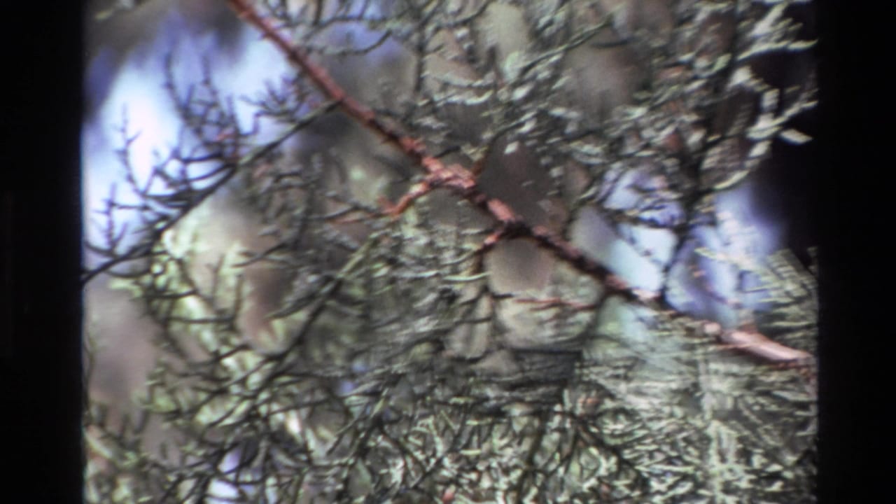 1980 Big Sur 8mm frame showing close conifer foliage, reddish branch lines, and blurred forest depth.