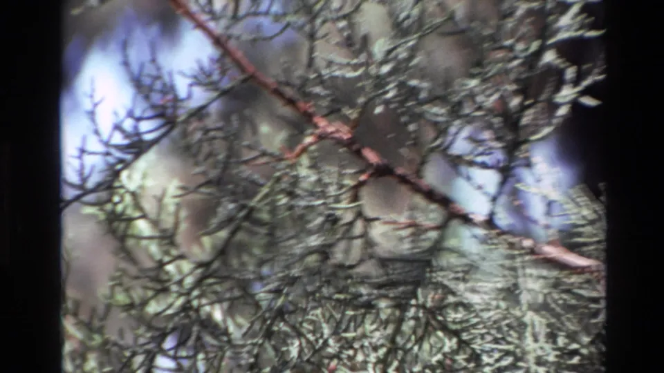 1980 Big Sur 8mm frame showing close conifer foliage, reddish branch lines, and blurred forest depth.