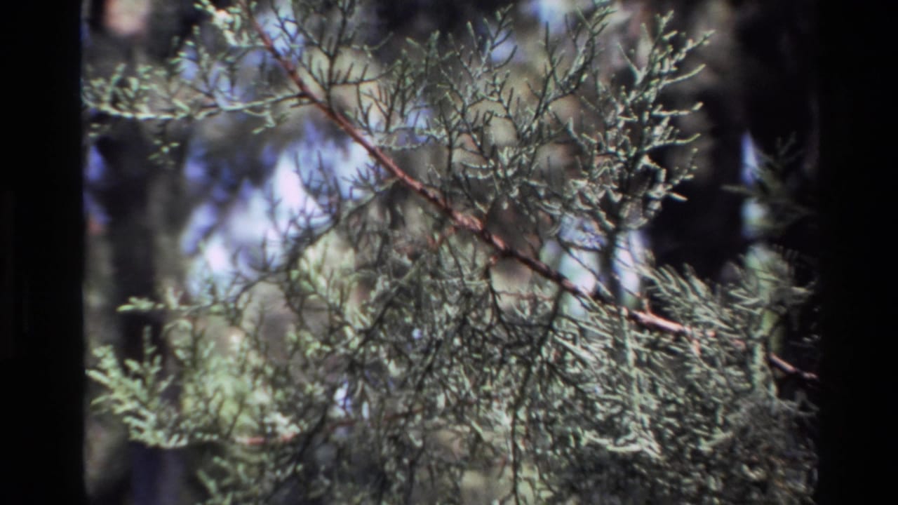 Conifer foliage crosses the frame with dark trunks and pale sky behind it.
