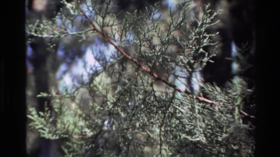 1980 Big Sur 8mm frame with sunlit conifer sprays layered against shadowed trunks and soft sky openings.
