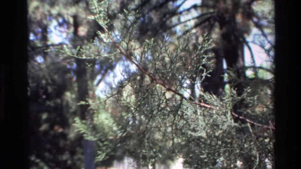 1980 Big Sur 8mm frame showing a wider view of conifer branches, tree trunks, and sun-dappled forest background.