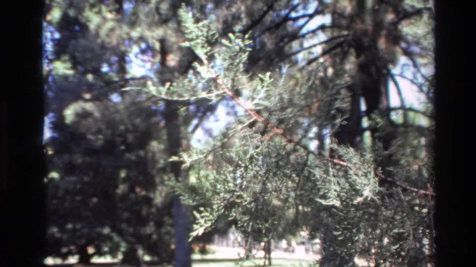 1980 Big Sur 8mm frame showing conifer sprays against tall trunks and sunlit gaps in the forest floor area.