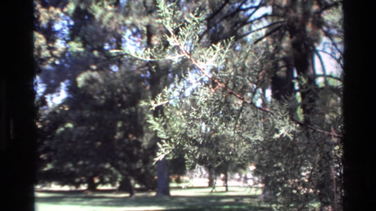1980 Big Sur home-movie frame showing trees, foreground branches, lawn, pale sky, and dark 8mm frame edges.