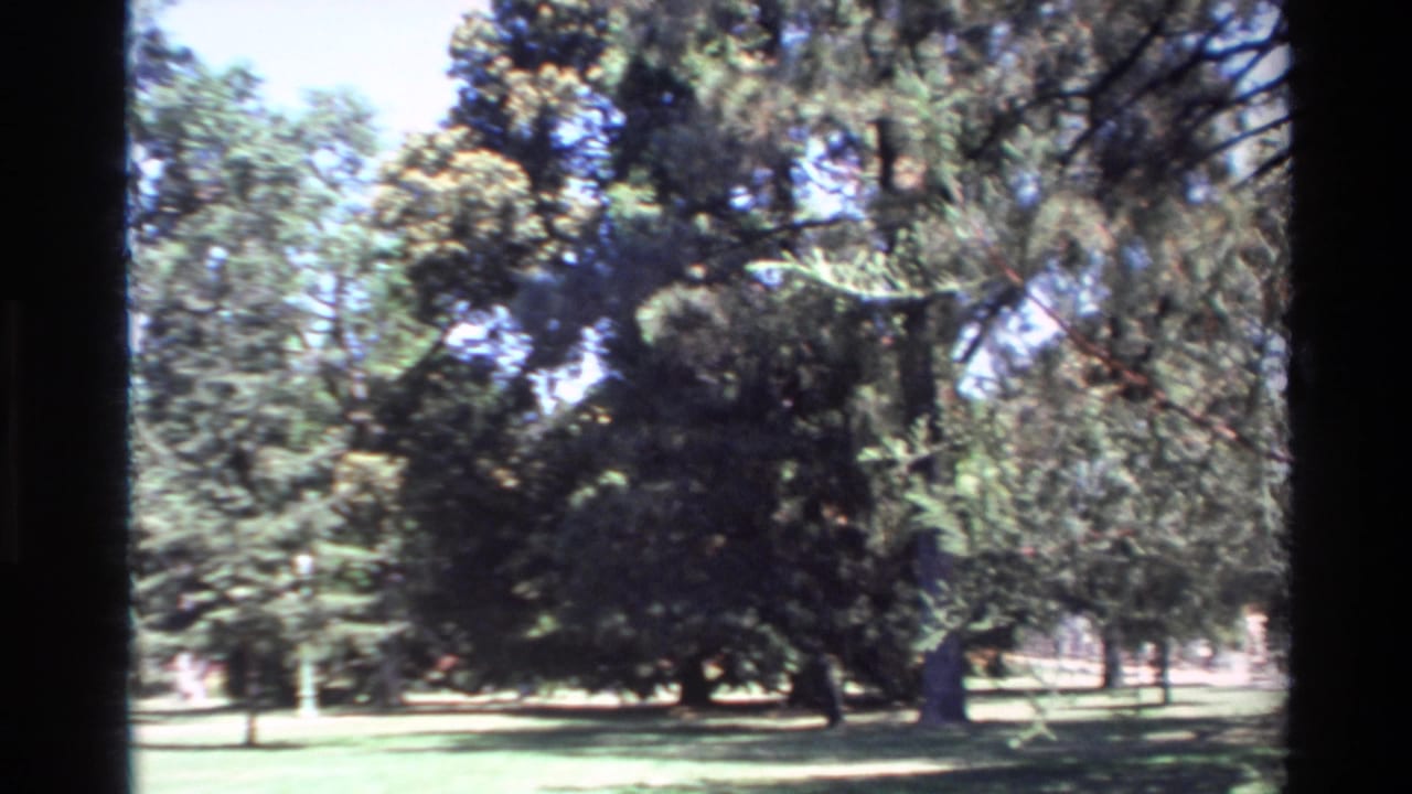 Open lawn bordered by tall trees under bright sky and film-frame edges.