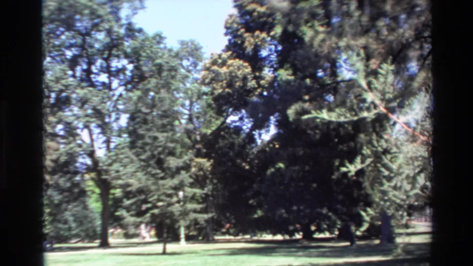 1980 Big Sur home-movie still showing a grassy park area, clustered trees, foreground branch, and soft 8mm color.